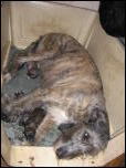 Click on one of the size names below to enlarge this image