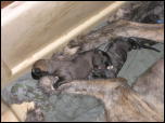 Click on one of the size names below to enlarge this image